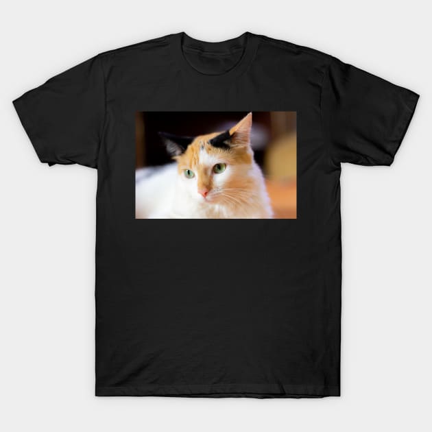 cat T-Shirt by rickylabellevie